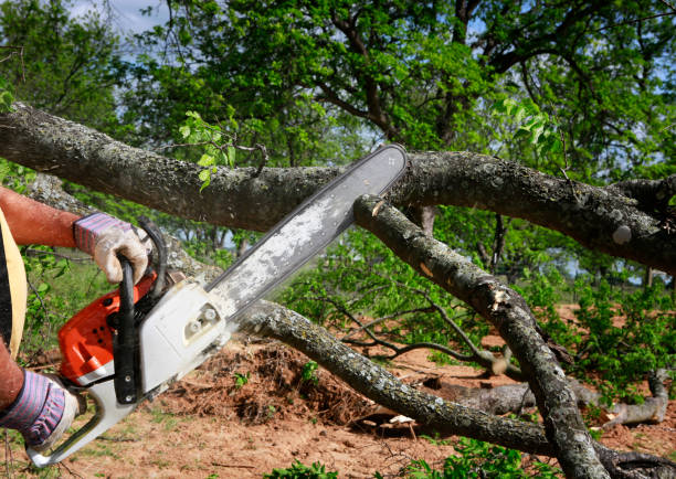 Why Choose Our Tree Removal Services in Deadwood, SD?